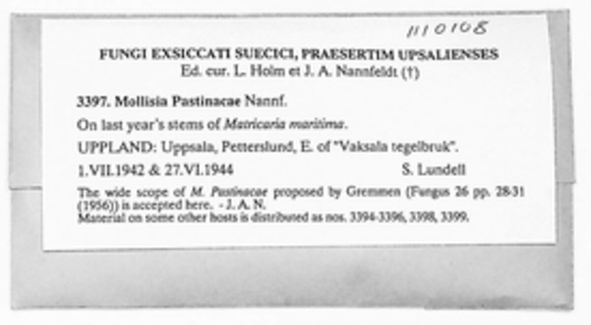 Pyrenopeziza pastinacae image